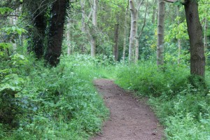 Walking through the woods