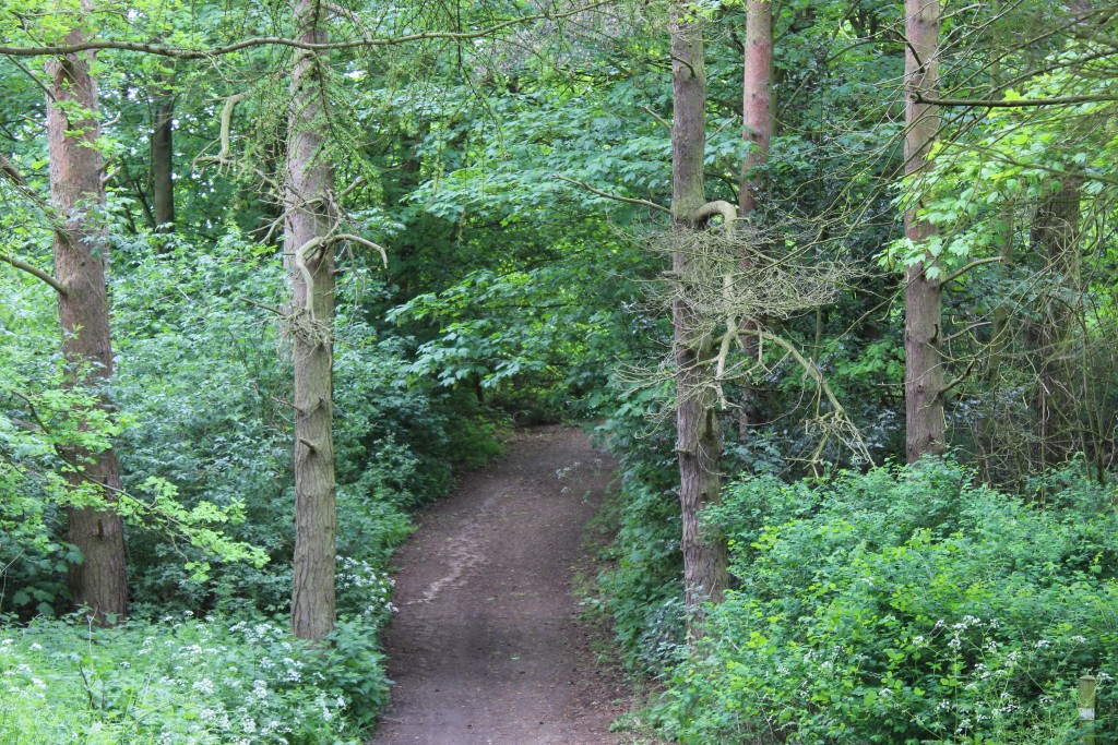Walking through woodland on the way to see 'The Wonder'