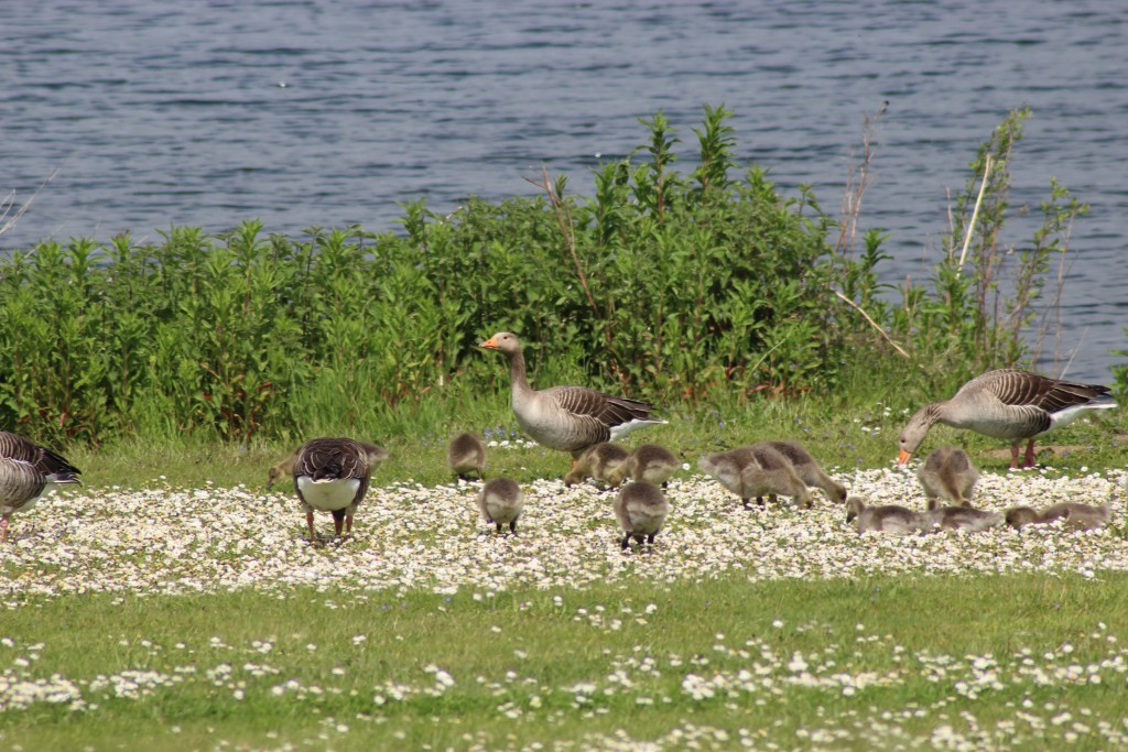 Some of the wildlife enjoying the daisy's too!