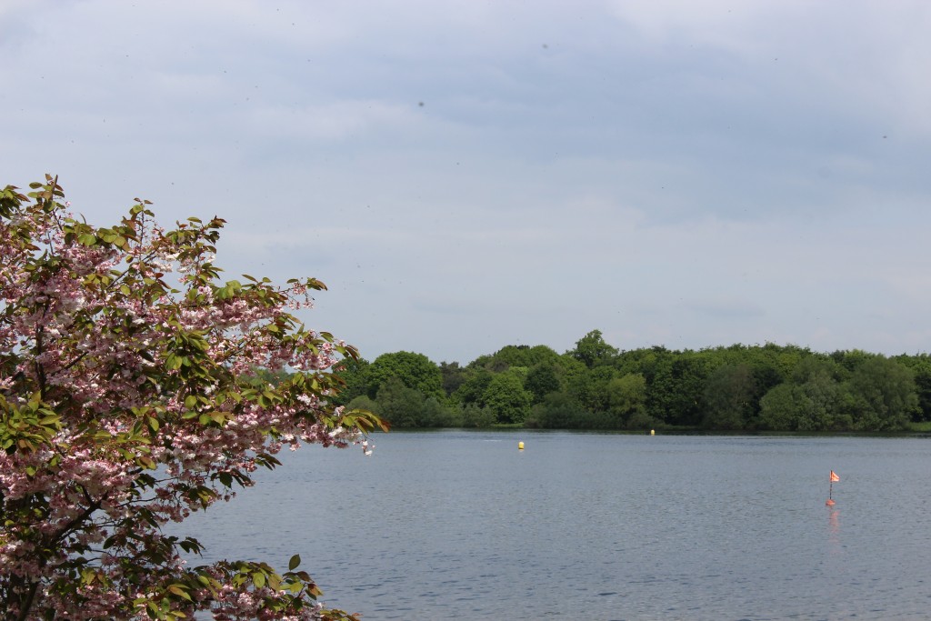 Springtime view across Alton Water