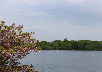 Springtime view across Alton Water