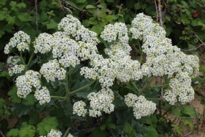 Sea Kale on the shingle