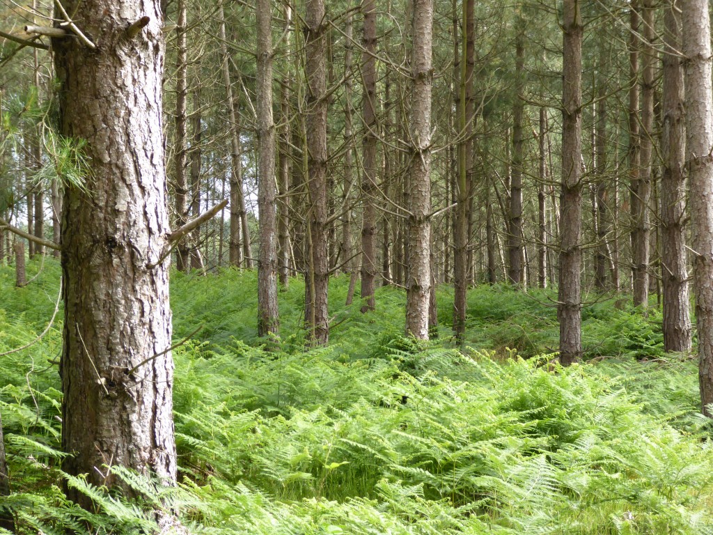 Rendlesham Forest