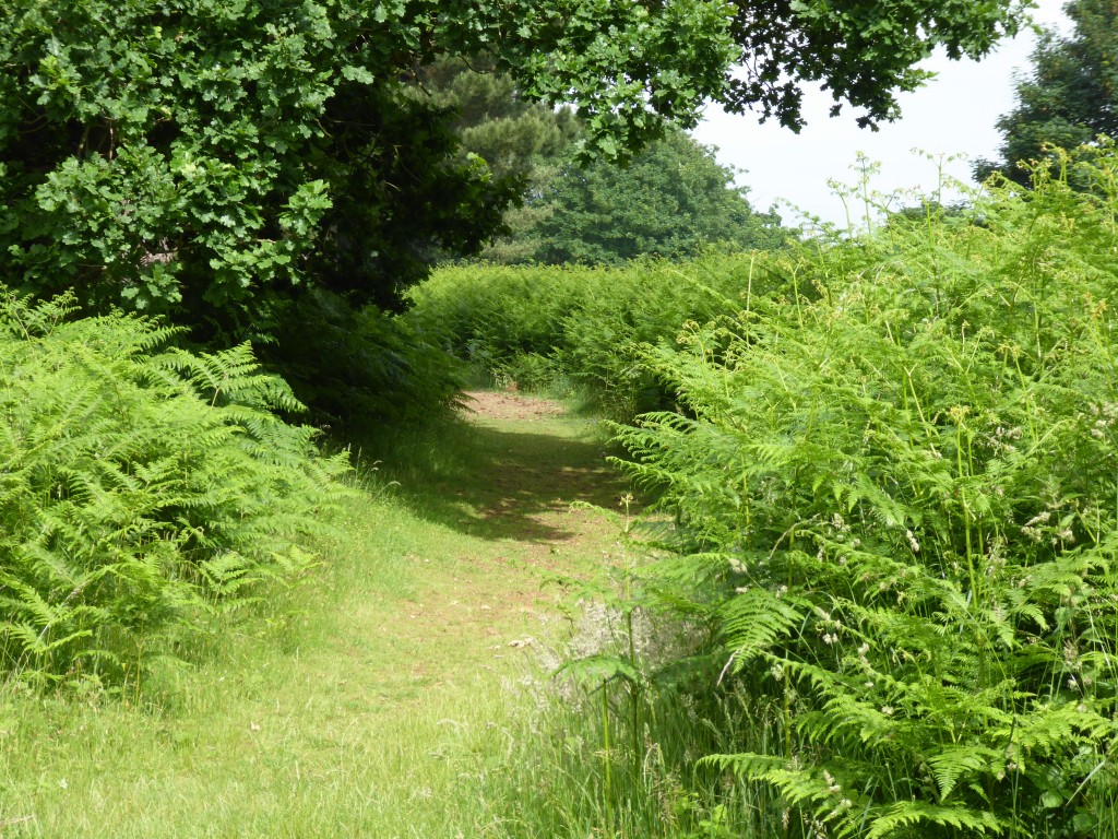 Rendlesham Forest