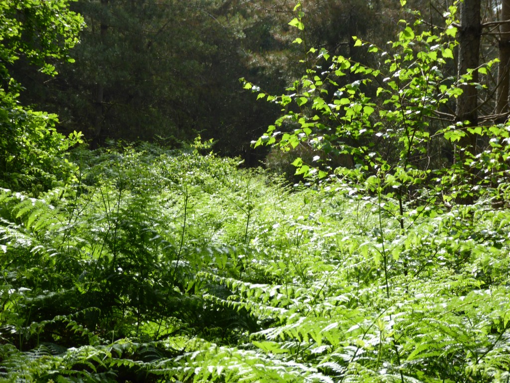 Rendlesham Forest