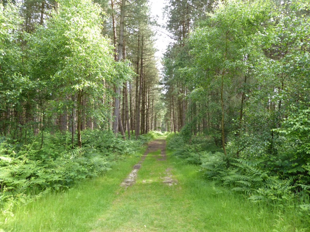 Rendlesham Forest