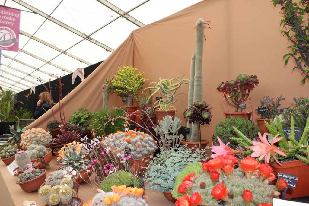 Suffolk Show cactus display