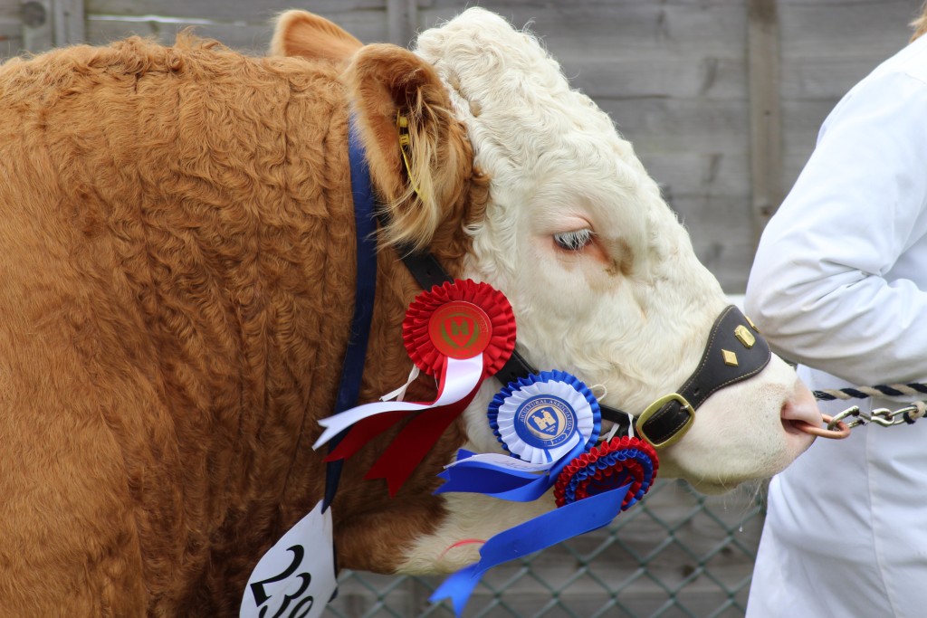 Suffolk Show cattle