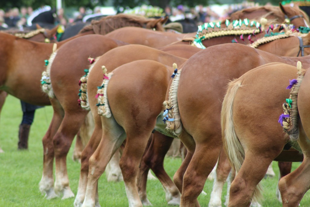 Suffolk horses at the Suffolk Show