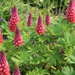 Spring lupins