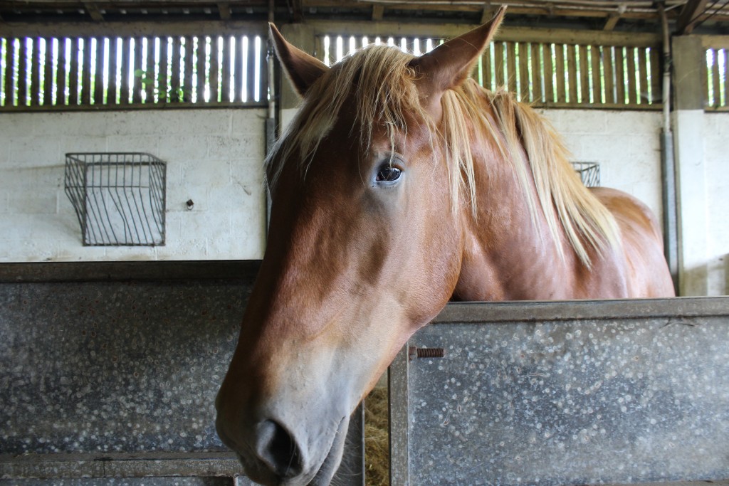 Suffolk Punch horse