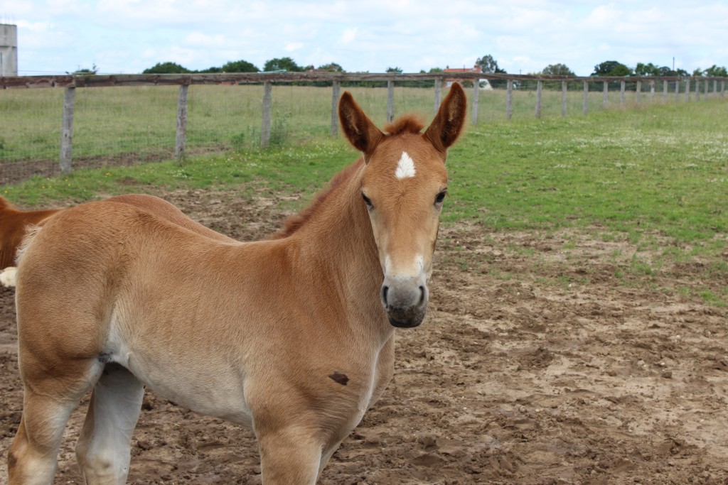 Suffolk Punch Trust