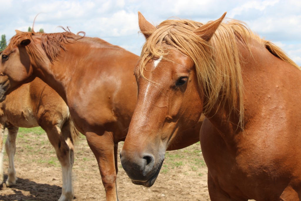 Suffolk Punch Horse