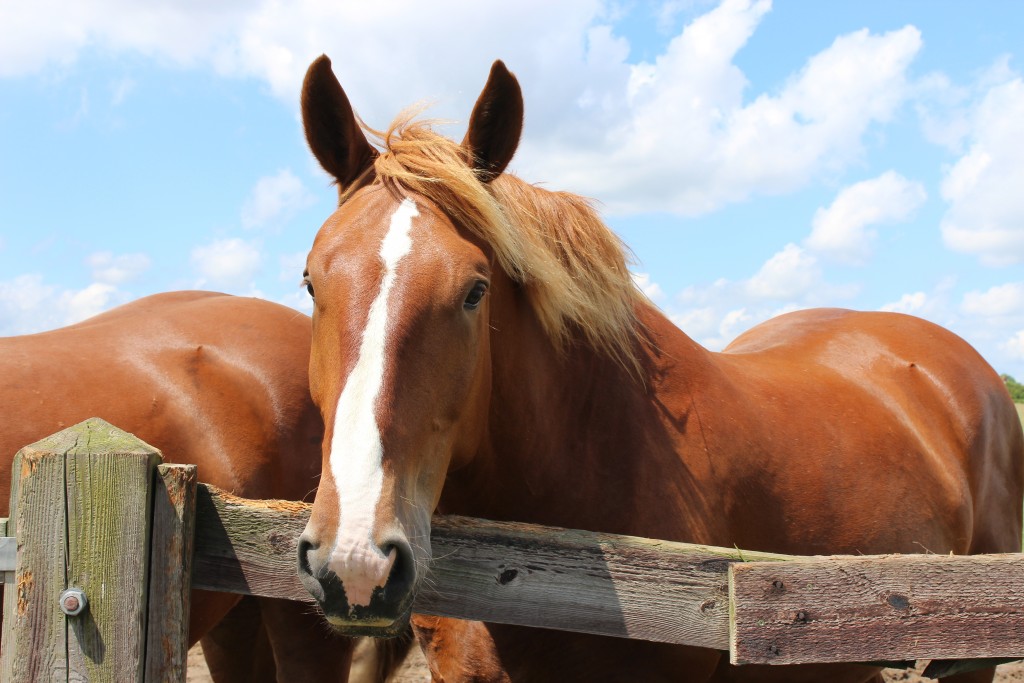 Suffolk Punch Horse