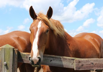 Suffolk Punch Horse