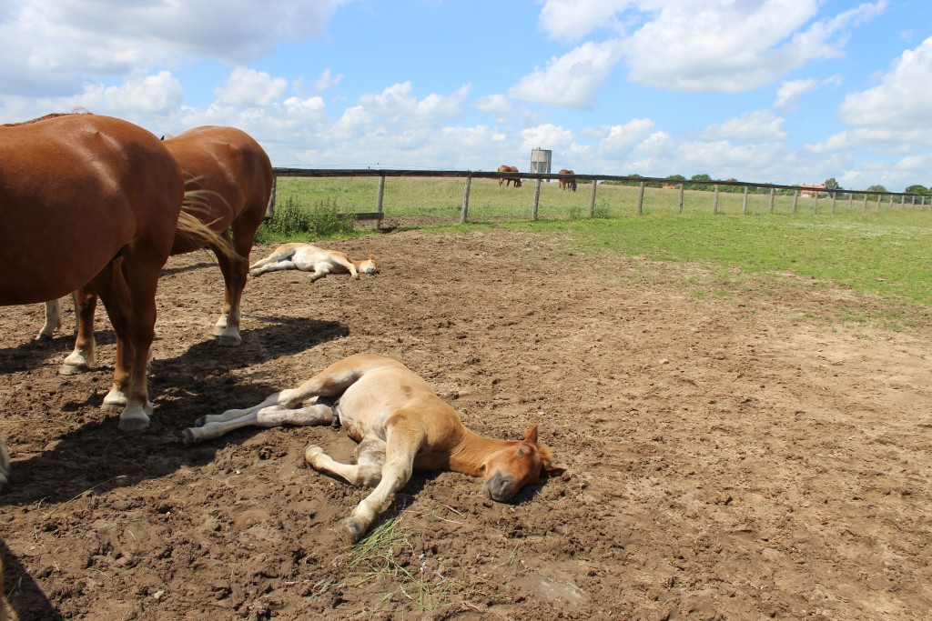 Suffolk Punch Trust