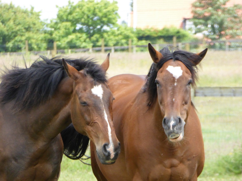 Suffolk Punch Trust