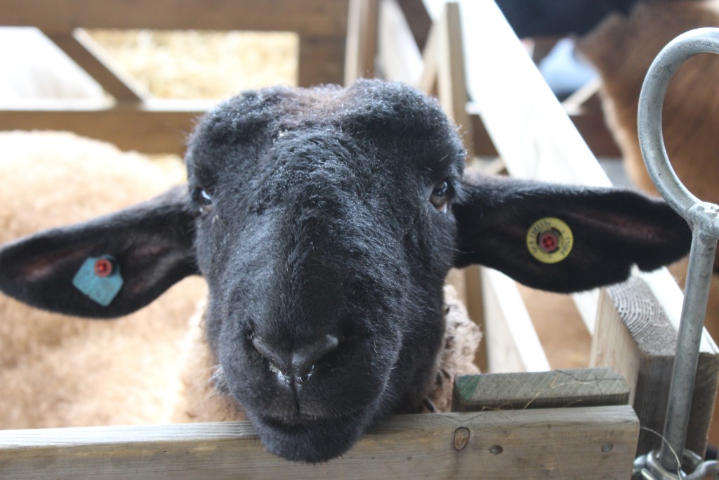 Suffolk Sheep at the Suffolk Show