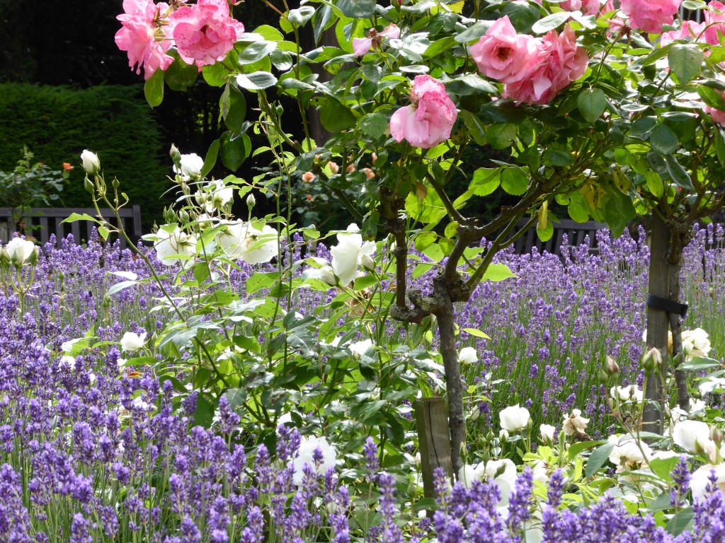 Appleby Rose Garden, Abbey Gardens