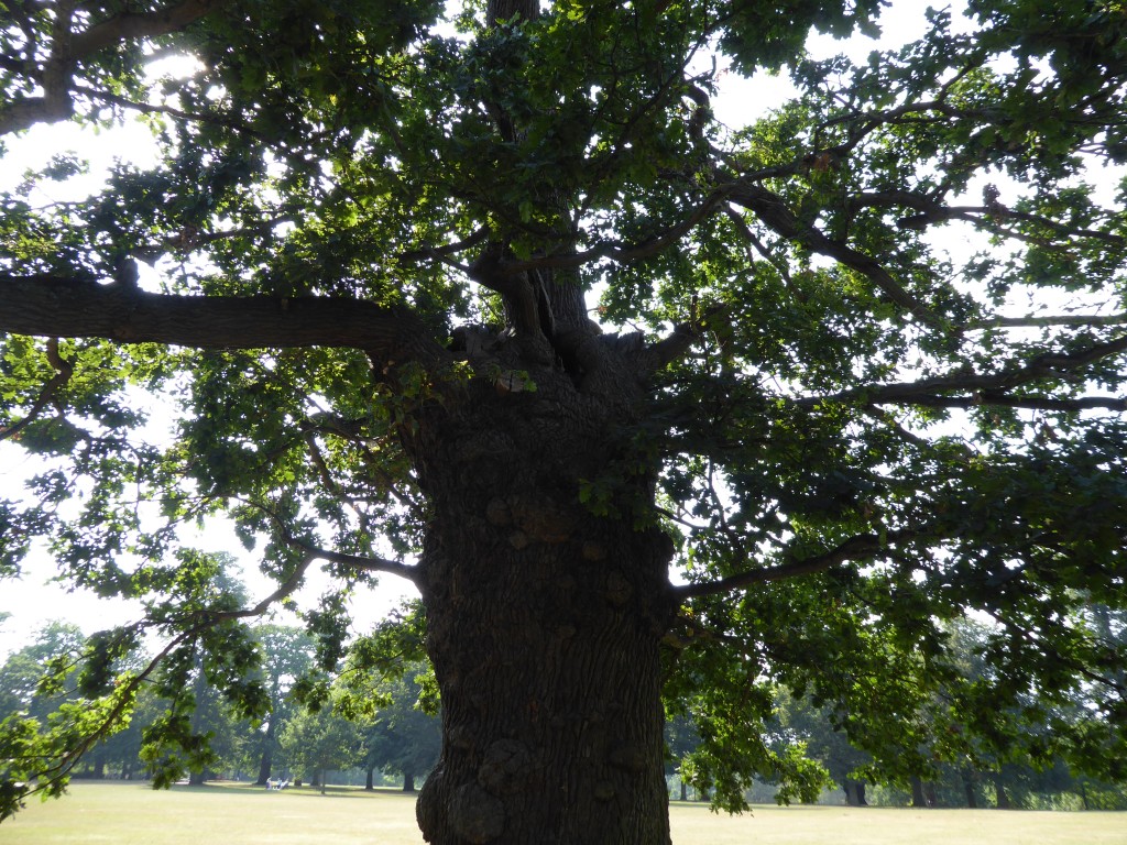 Mabel's Tree Christchurch Park Ipswich 