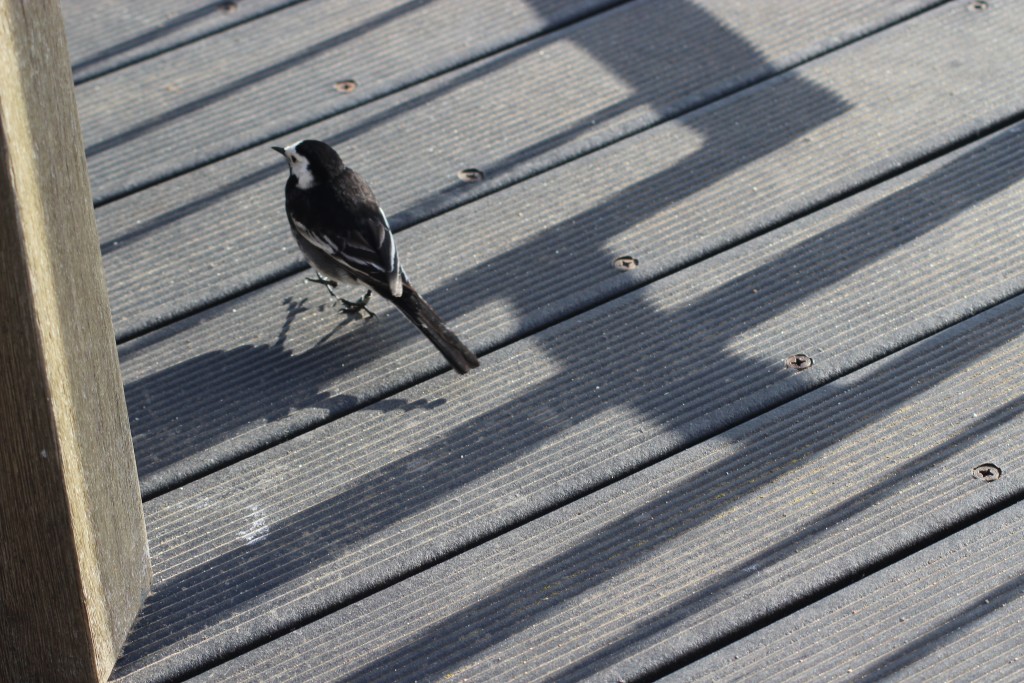 Bird at Port of Felixstowe