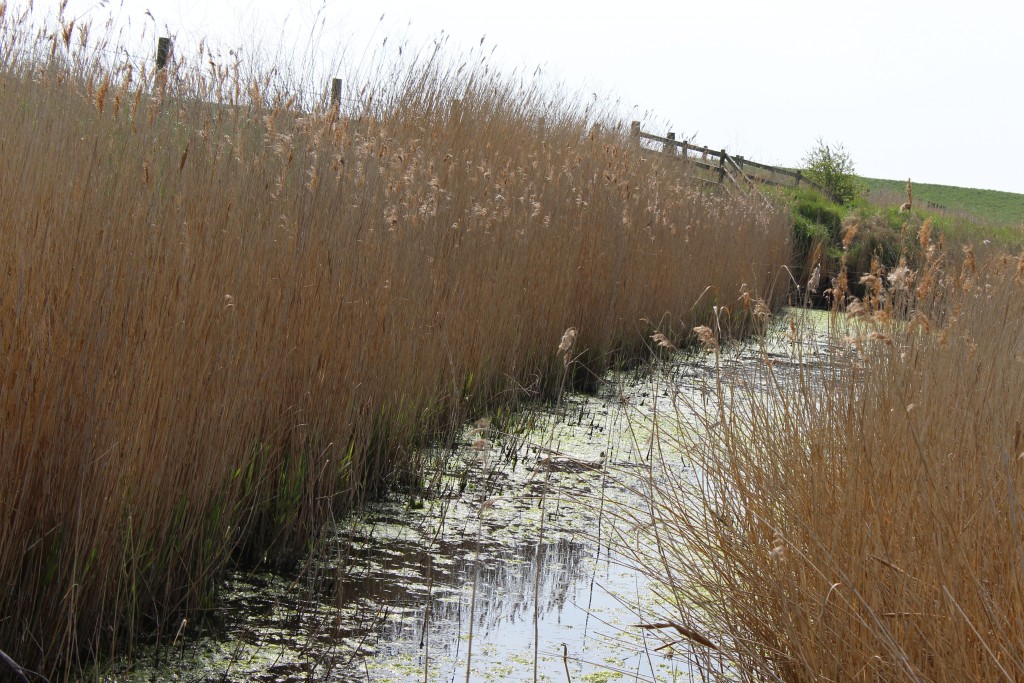 Orford walk