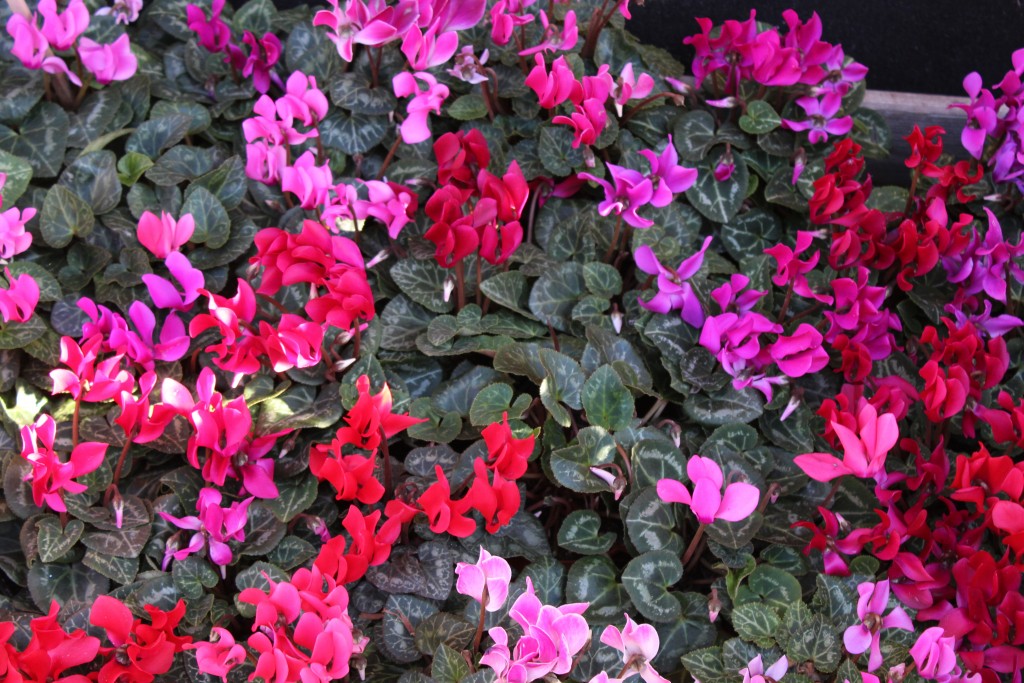 Cyclamen, Bury St Edmunds Christmas Fayre