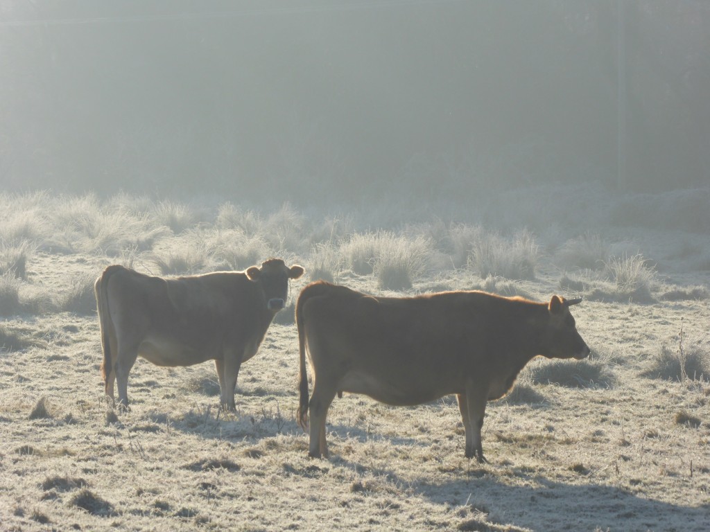 cows in a Suffolk field