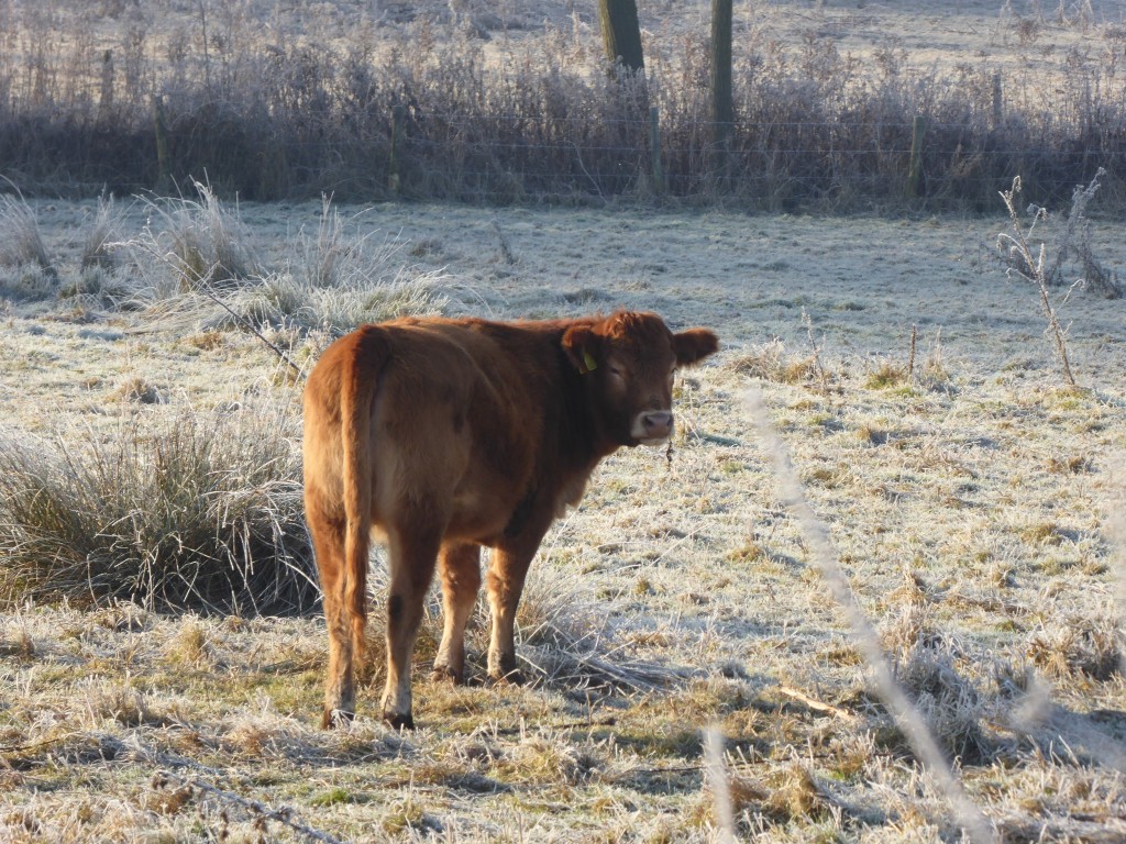 Cow in a Suffolk field