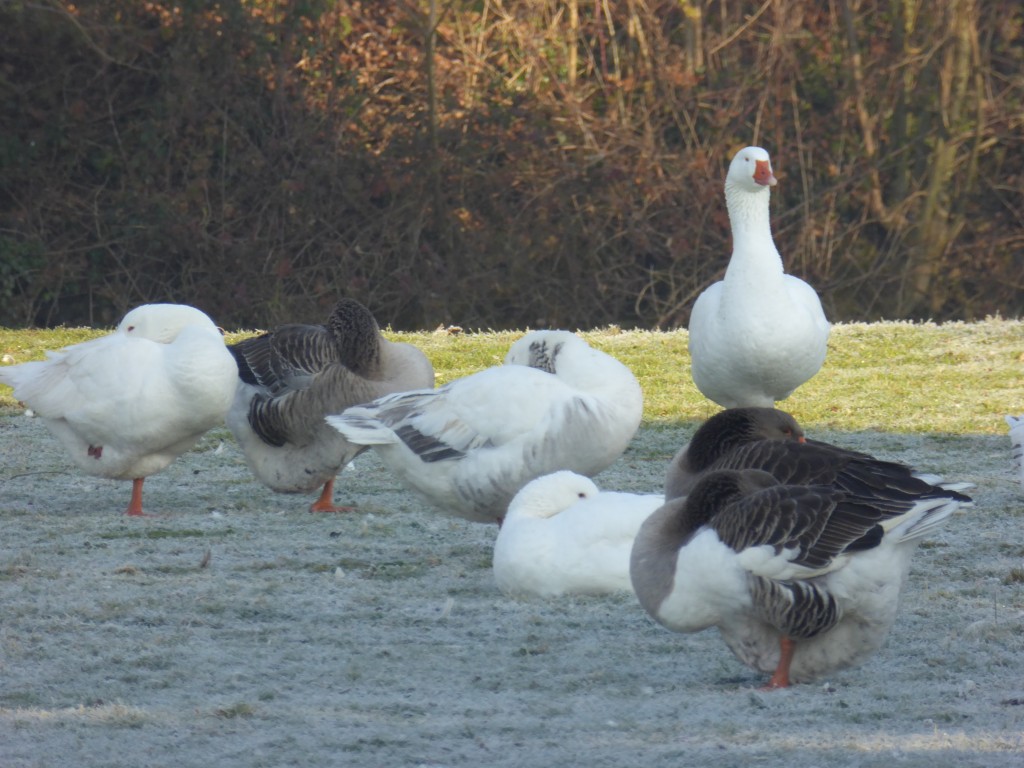 Suffolk geese