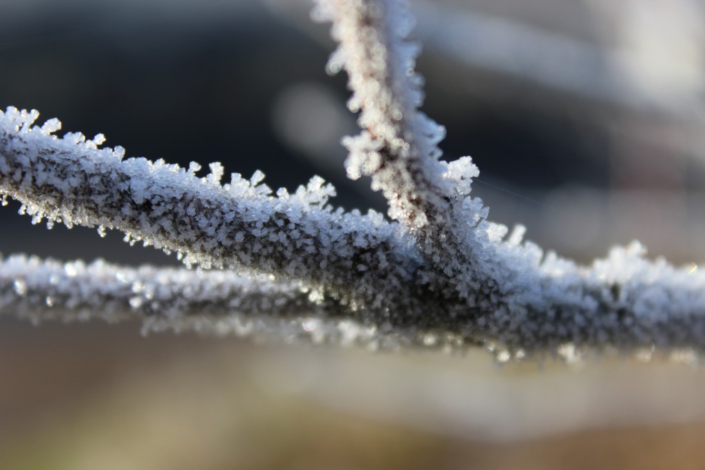 Suffolk frost