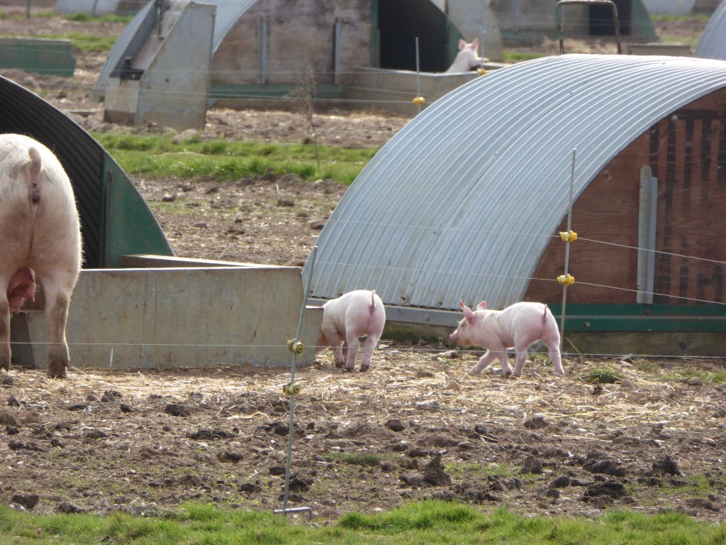 Piglets at Sutton Hoo