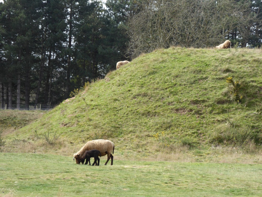 Sutton Hoo burial mounds