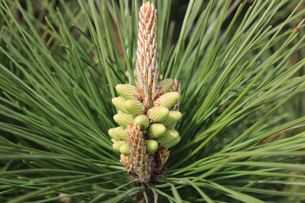 Fir tree at Sutton Hoo