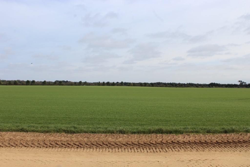 Fields surrounding Sutton Hoo