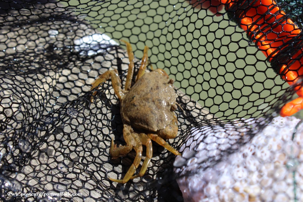 Crabbing at Walberswick