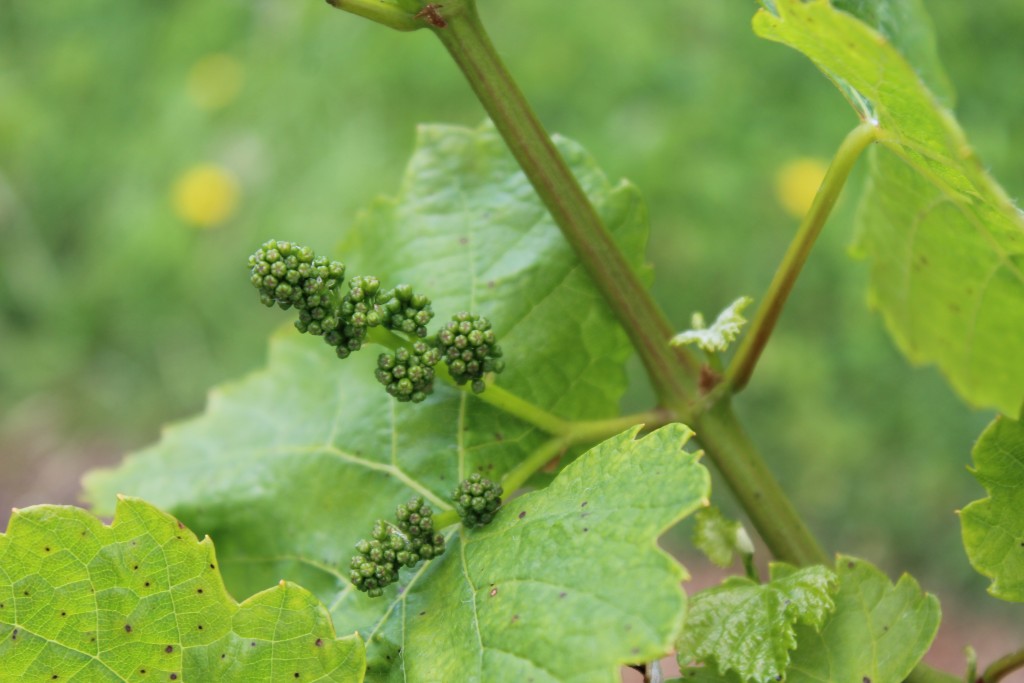Suffolk vineyards buds on the vine