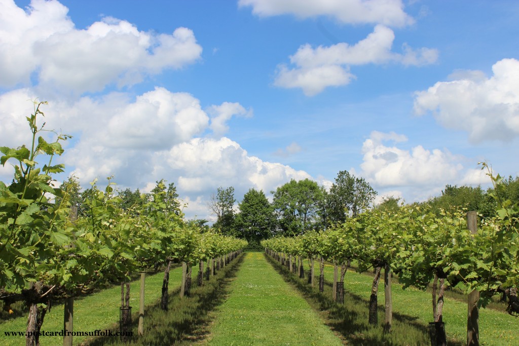 Suffolk vineyard