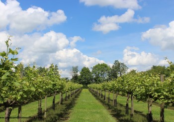 Suffolk vineyard