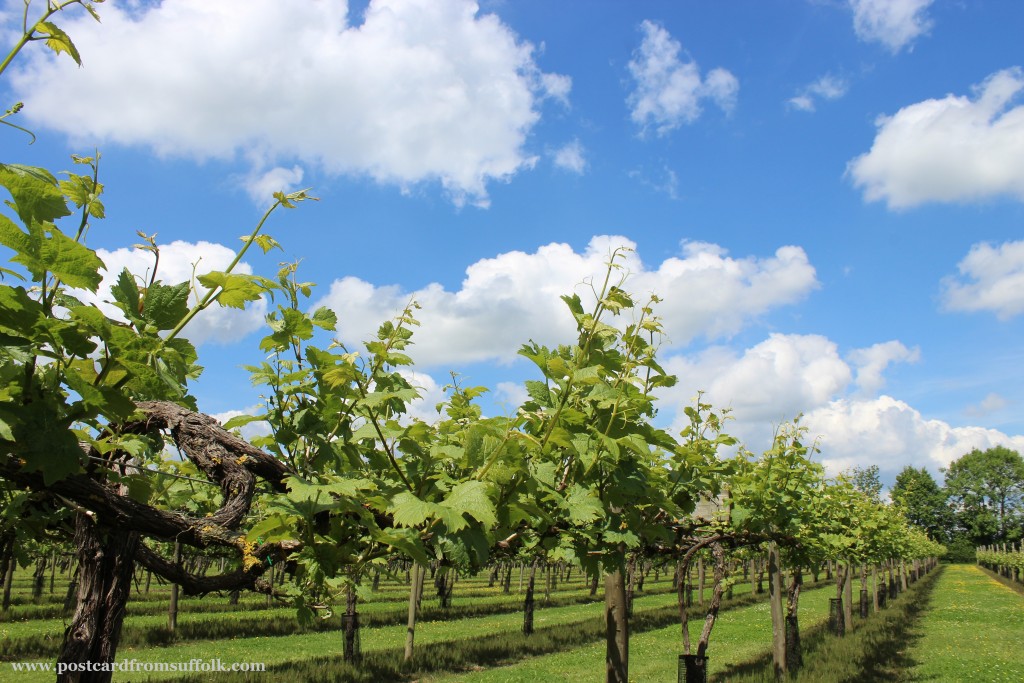 Shawsgate Vineyard Suffolk