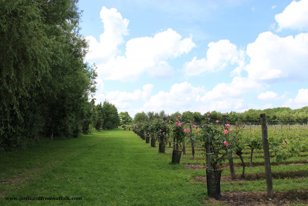 Shawsgate Vineyard Suffolk