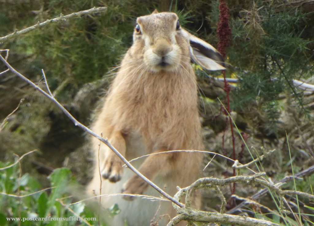 Havergate Island hare