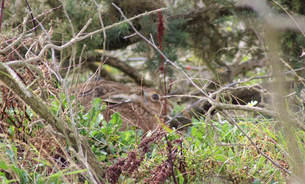 Havergate Island Hare