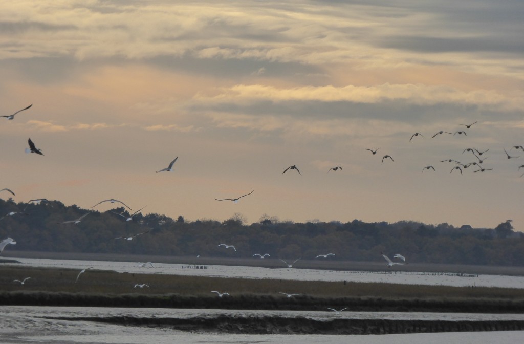 Hen Reedbeds