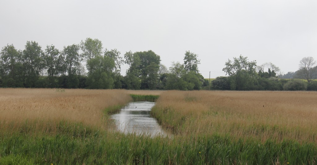 Hen Reedbeds