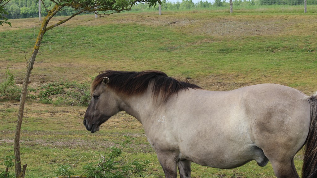 Grazing pony at Hen Reedbeds