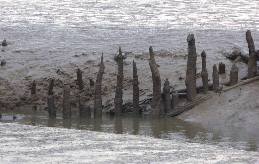 Hen Reedbeds