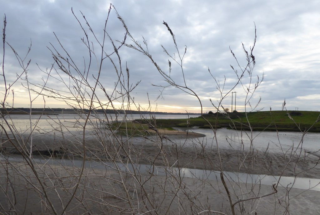 Hen Reedbeds