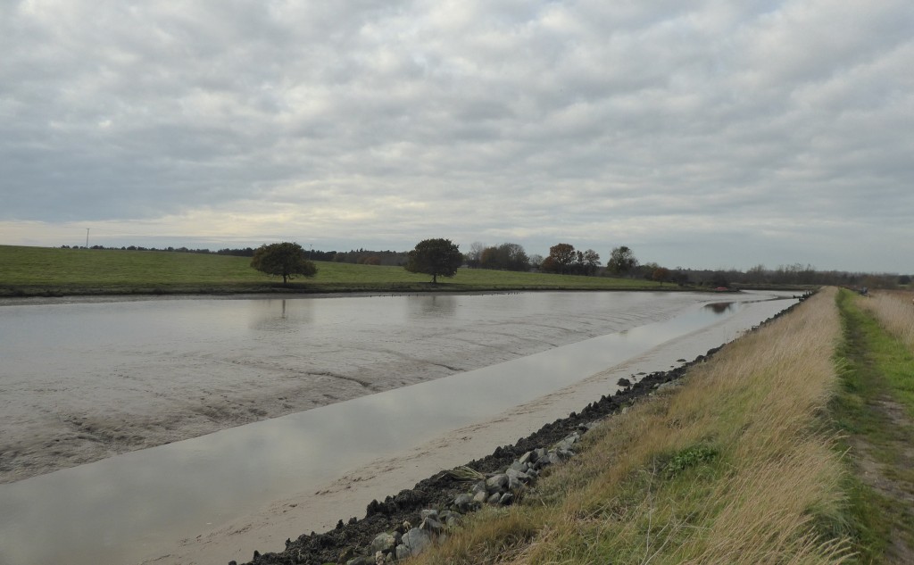 Hen Reedbeds