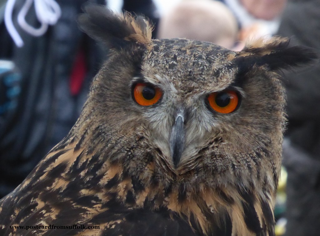 Lavenham Falconry Owl